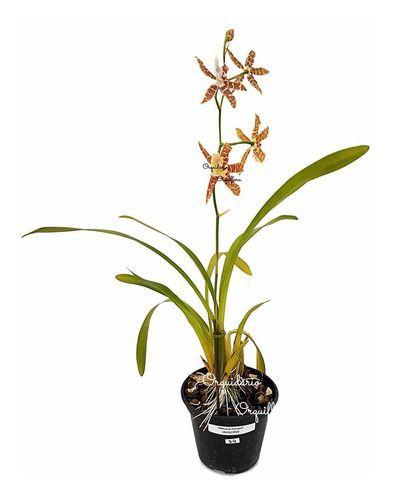 Orquídea Miltonia Clowesii Planta Adulta Flor Amarela-marrom - no brand Imagem de Orquídea Miltonia Clowesii Planta Adulta Flor Amarela-marrom