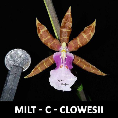 Orquídea Miltonia Clowesii Planta Adulta Flor Amarela-marrom - no brand Imagem de Orquídea Miltonia Clowesii Planta Adulta Flor Amarela-marrom