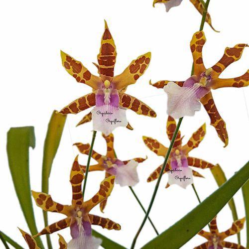 Orquídea Miltonia Clowesii Planta Adulta Flor Amarela-marrom - no brand Imagem de Orquídea Miltonia Clowesii Planta Adulta Flor Amarela-marrom