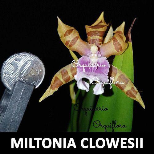 Orquídea Miltonia Clowesii Planta Adulta Flor Amarela-marrom - no brand Imagem de Orquídea Miltonia Clowesii Planta Adulta Flor Amarela-marrom