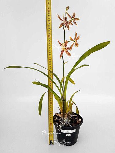 Orquídea Miltonia Clowesii Planta Adulta Flor Amarela-marrom - no brand Imagem de Orquídea Miltonia Clowesii Planta Adulta Flor Amarela-marrom