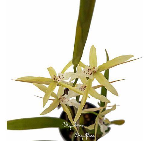 Imagem de Orquídea Miltonia Flavescens Planta Adulta Natural