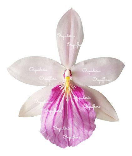 Orquídea Miltonia Moreliana Semi Alba Planta Adulta Flor - no brand Imagem de Orquídea Miltonia Moreliana Semi Alba Planta Adulta Flor