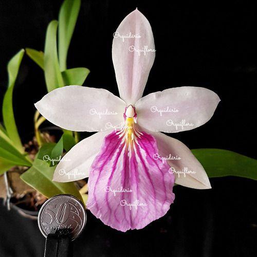 Orquídea Miltonia Moreliana Semi Alba Planta Adulta Flor - no brand Imagem de Orquídea Miltonia Moreliana Semi Alba Planta Adulta Flor