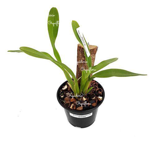 Orquídea Miltonia Moreliana Semi Alba Planta Adulta Flor - no brand Imagem de Orquídea Miltonia Moreliana Semi Alba Planta Adulta Flor