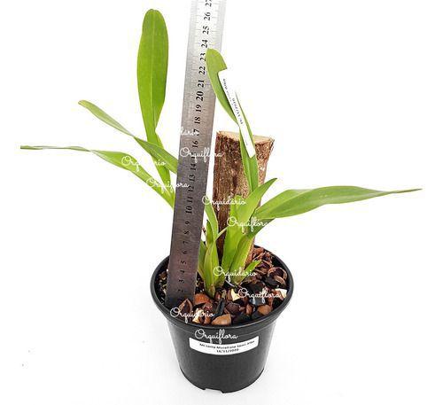 Orquídea Miltonia Moreliana Semi Alba Planta Adulta Flor - no brand Imagem de Orquídea Miltonia Moreliana Semi Alba Planta Adulta Flor