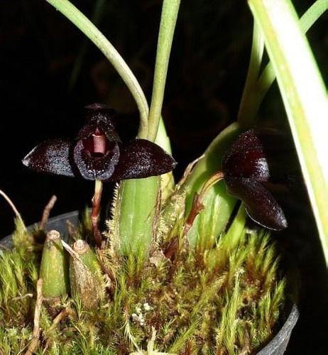 Imagem de Orquídea Negra Adulta-original (orquidário Orquiflora)