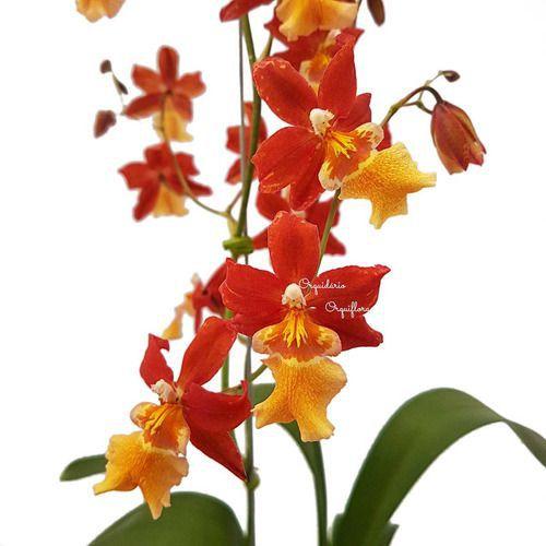 Imagem de Orquídea Odontoglossum Chayenne Planta Adulta