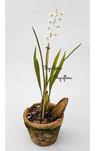 Imagem de Orquídea Odontoglossum Pulchellum Planta Adulta Com Vaso