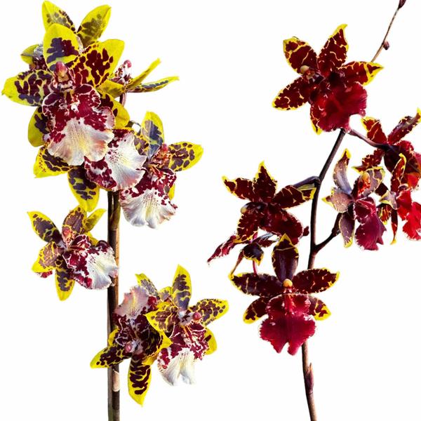 Imagem de Orquídea Oncidium Colmanara Já Florindo Adulta Linda No Vaso