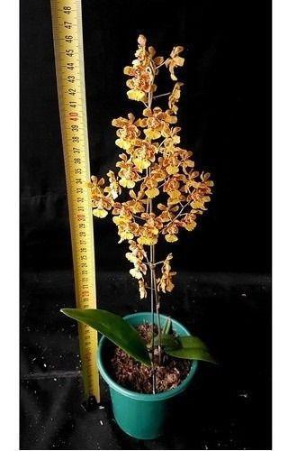 Imagem de Orquídea Oncidium Flor Amarela Planta Adulta Com Vaso