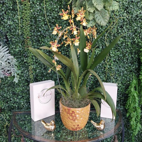 Imagem de Orquidéa Oncidium Summer Wind Arco Adulta Rara Natural Linda