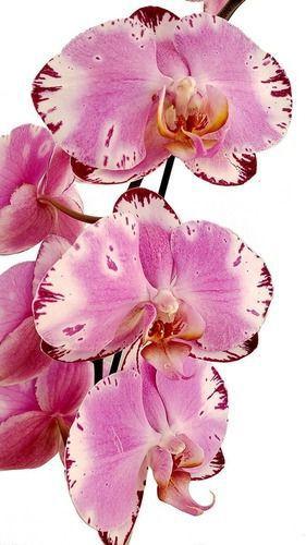 Imagem de Orquídea Phalaenopsis Exótica ! Planta Adulta ! Rara