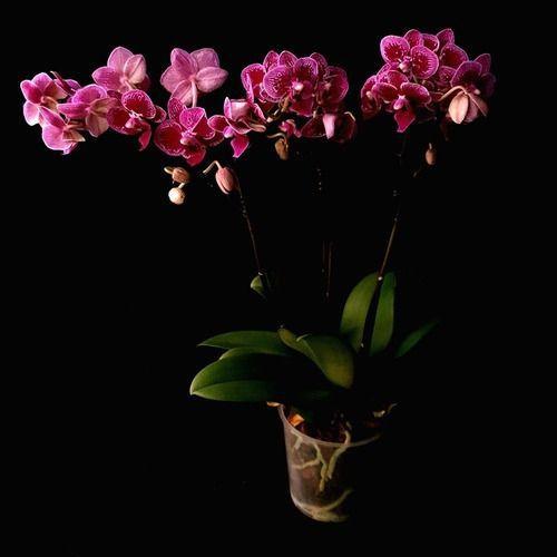 Imagem de Orquídea Phalaenopsis Mini ! Flor Linda ! Com Vaso.