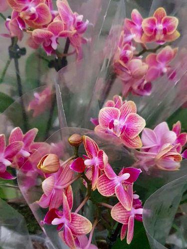 Imagem de Orquídea Phalaenopsis Mini Flor Rosé Linda Delicada Natural Exótica Rara Jardins Natureza