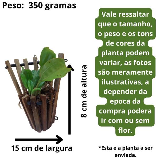 Imagem de Orquidea Pholidota Chinensis Planta Rara No Cachepot Parede