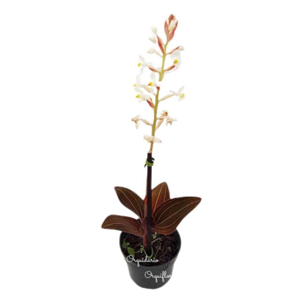 Orquídea Pipoca Ludisia Discolor Planta Adulta Natural - Orquiflora Imagem de Orquídea Pipoca Ludisia Discolor Planta Adulta Natural