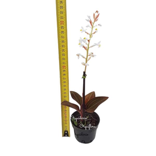Orquídea Pipoca Ludisia Discolor Planta Adulta Natural - Orquiflora Imagem de Orquídea Pipoca Ludisia Discolor Planta Adulta Natural