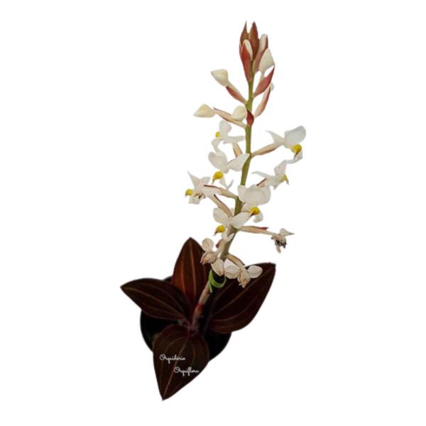 Orquídea Pipoca Ludisia Discolor Planta Adulta Natural - Orquiflora Imagem de Orquídea Pipoca Ludisia Discolor Planta Adulta Natural