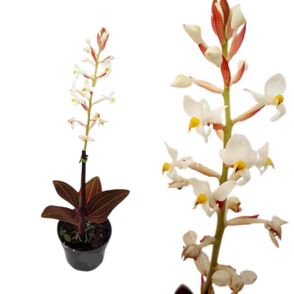 Orquídea Pipoca Ludisia Discolor Planta Adulta Natural - Orquiflora Imagem de Orquídea Pipoca Ludisia Discolor Planta Adulta Natural