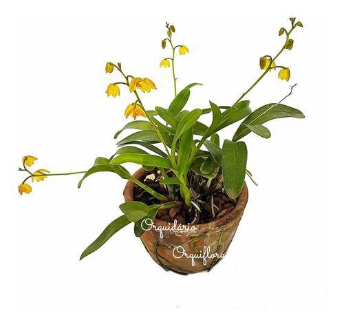 Imagem de Orquídea Polystachya Pubescens Planta Adulta