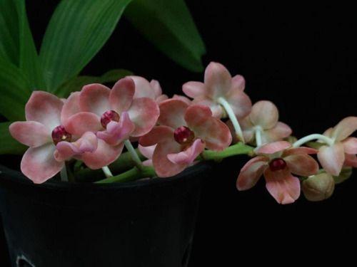 Imagem de Orquidea Rhynchostylis Gigantea Salmão''