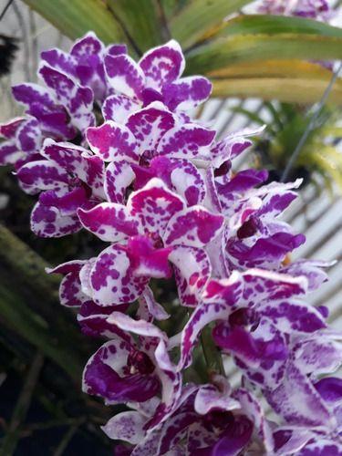 Imagem de Orquídea Rhynchostylis Gigantea Spoted