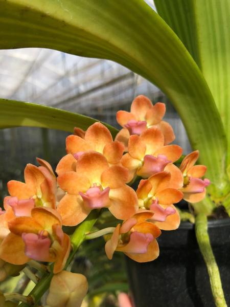 Imagem de Orquidea Rhynchostylis gigantea var. peach