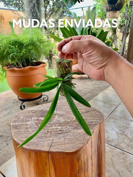 Imagem de Orquidea Rodriguezia Alba Haste Floral Adulta Toquinho