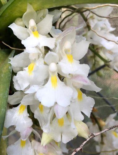Imagem de Orquídea Rodriguezia Venusta - Toquinho De Madeira