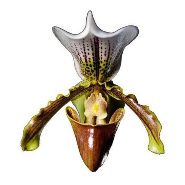 Imagem de Orquidea Sapatinho!! Paphiopedilum Insigne Adulto!!!