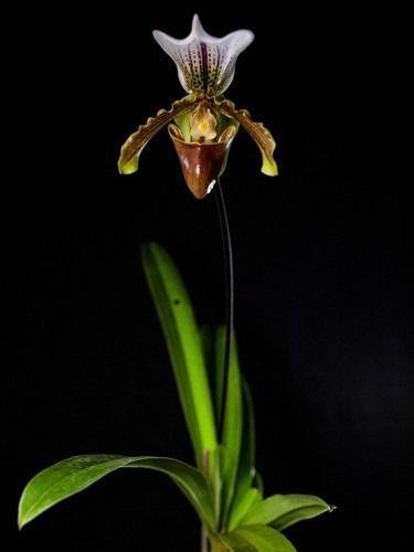 Imagem de Orquídea Sapatinho Paphiopedilum Insigne Planta Adulta