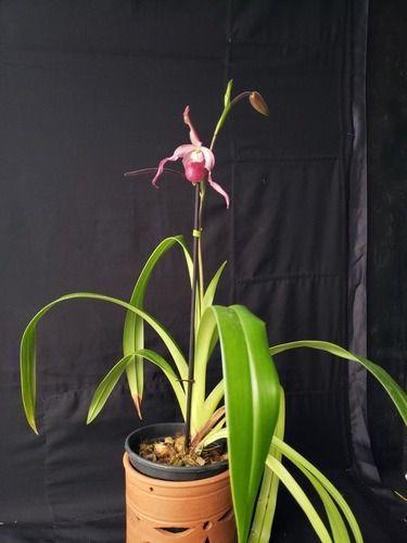 Imagem de Orquidea Sapatinho Phragmipedium Schroederae Planta Adulta!!