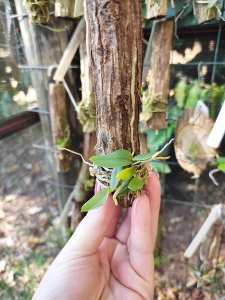 Imagem de Orquídea Sophoronitis cernua laranja