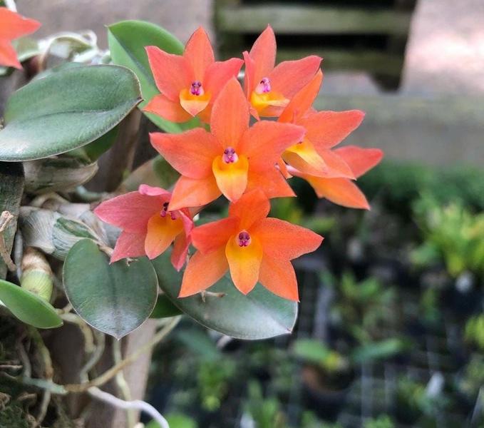 Imagem de Orquídea Sophoronitis cernua laranja