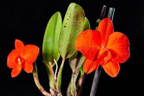 Imagem de Orquídea Sophronitis Coccinea. Adulta Original Mini Cattleya