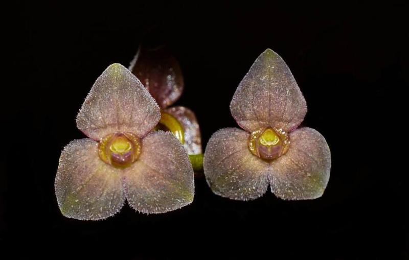 Imagem de Orquídea Stellis viridipurpurea