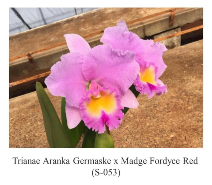 Imagem de Orquídea Trianae Aranka Germaske x Madge Fordyce Red pré adulta (S053)