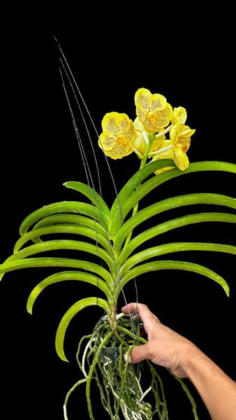 Imagem de Orquídea Vanda Adulta: Elegância Exclusiva para o Seu Lar