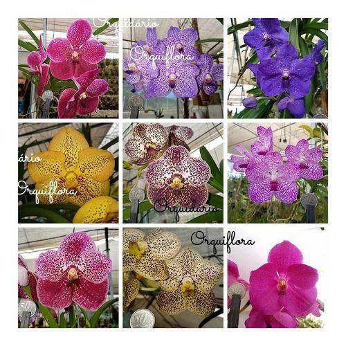 Imagem de Orquídea Vanda Planta Adulta Mista Cores Variadas