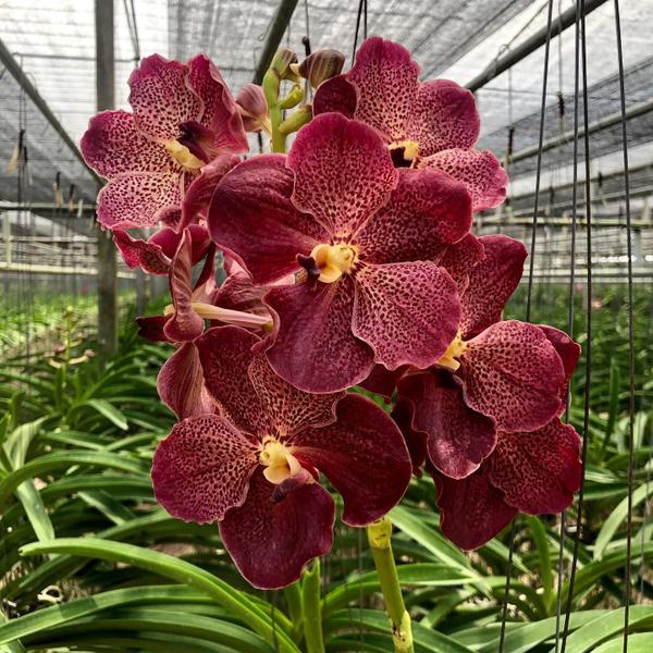 Imagem de Orquídea Vanda Vermelha - Adulta