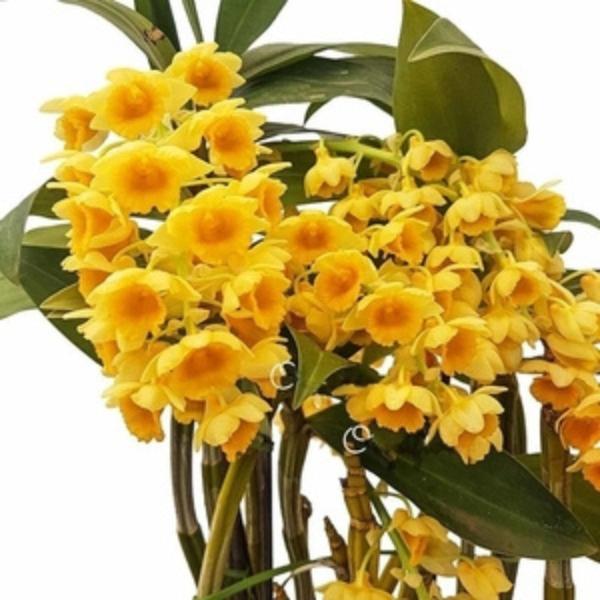 Imagem de Orquideas Dendrobium Densiflorum Planta Adulta Com Vaso Exótica Rara Jardins Decoração Natural