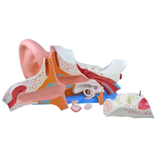 Ouvido Ampliado 3X Em 6 Partes, Anatomia - Anatomic Imagem de Ouvido Ampliado 3X Em 6 Partes, Anatomia