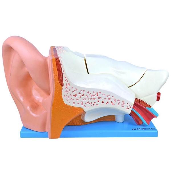 Ouvido Ampliado 3X Em 6 Partes, Anatomia - Anatomic Imagem de Ouvido Ampliado 3X Em 6 Partes, Anatomia