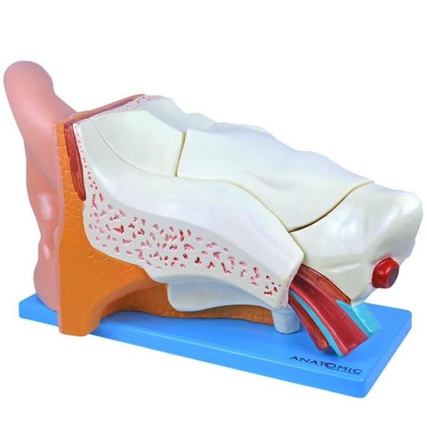 Ouvido Ampliado 3X Em 6 Partes, Anatomia - Anatomic Imagem de Ouvido Ampliado 3X Em 6 Partes, Anatomia