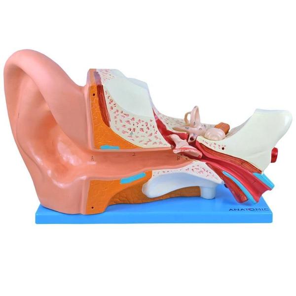 Ouvido Ampliado 3X Em 6 Partes, Anatomia - Anatomic Imagem de Ouvido Ampliado 3X Em 6 Partes, Anatomia