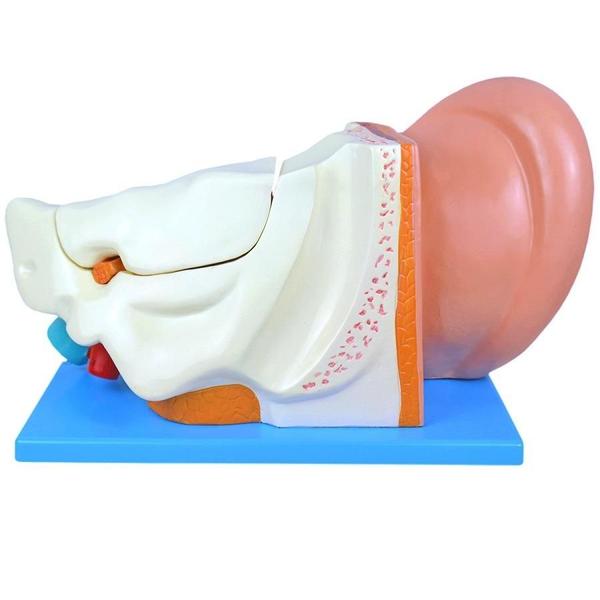 Ouvido Ampliado 3X Em 6 Partes, Anatomia - Anatomic Imagem de Ouvido Ampliado 3X Em 6 Partes, Anatomia