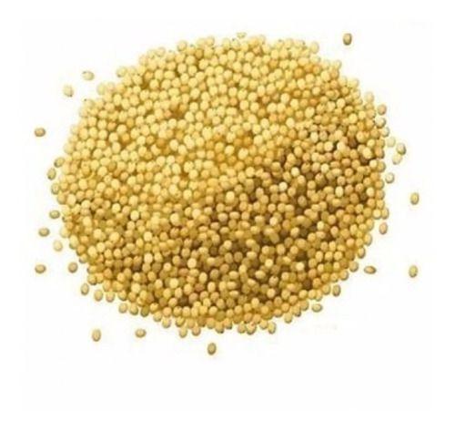 Painço Grão A Granel Pacote de 1kg - Temper Ervas Imagem de Painço Grão A Granel Pacote de 1kg