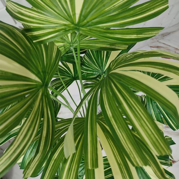 Palmeira Rafia Variegata Artificial Vaso Grande Decoração - Flor de Mentirinha Imagem de Palmeira Rafia Variegata Artificial Vaso Grande Decoração