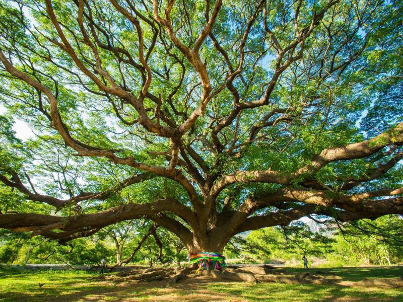 Imagem de Papel De Parede Floresta Natureza Árvores 3D 3M² Xna183